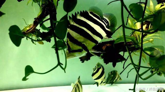 想养几条好养的鱼,想养个好养的动物