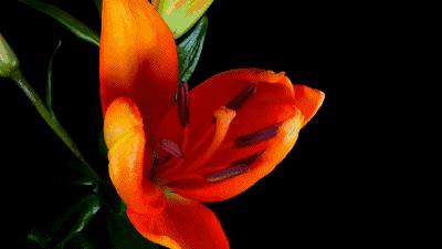 乐清高考最高分是谁,乐清各个高校2023高考最高分