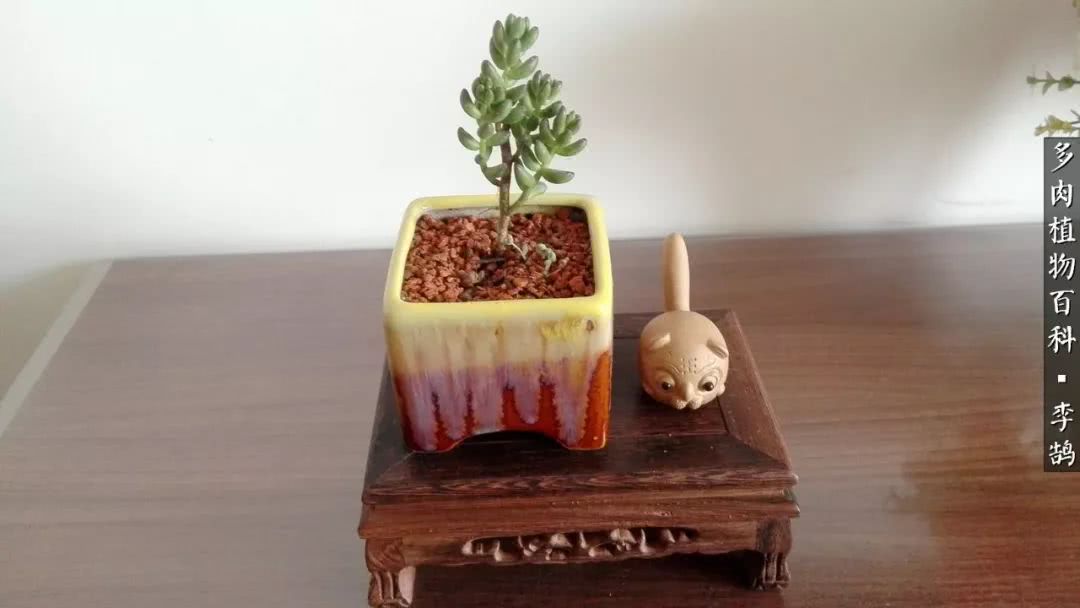 10种养不死的多肉新手的首选,露养多肉的100种方法