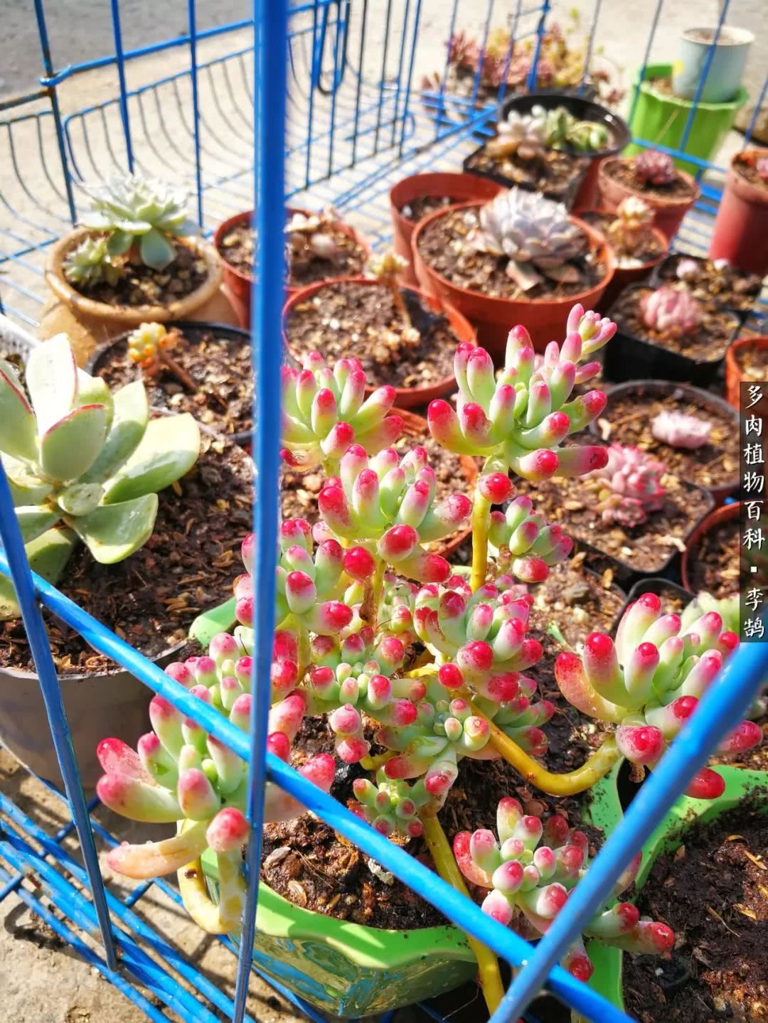 10种养不死的多肉新手的首选,露养多肉的100种方法