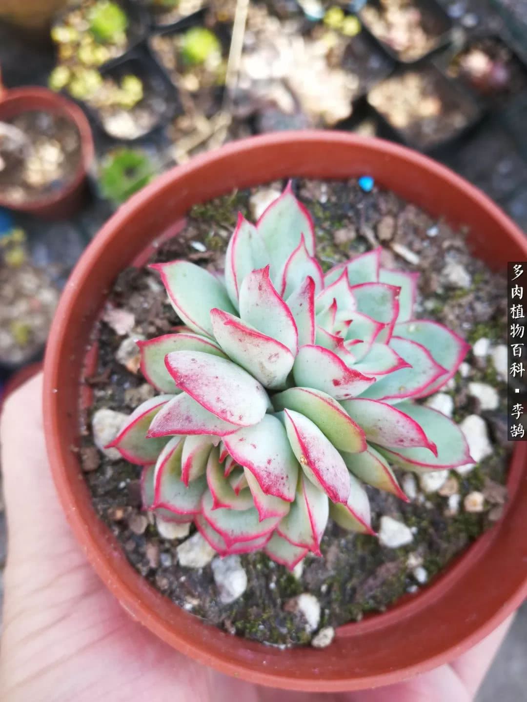 10种养不死的多肉新手的首选,露养多肉的100种方法