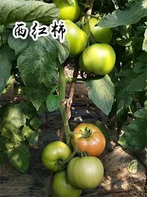 吉林长春农家乐有哪些,长春合心镇农家乐