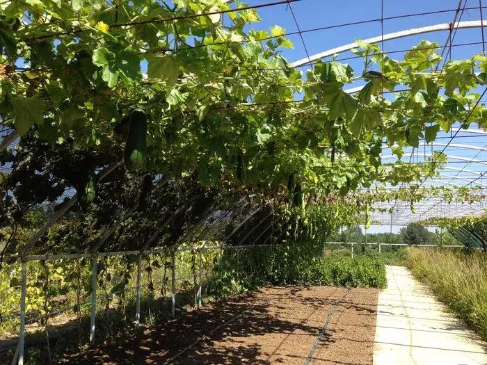 吉林长春农家乐有哪些,长春合心镇农家乐