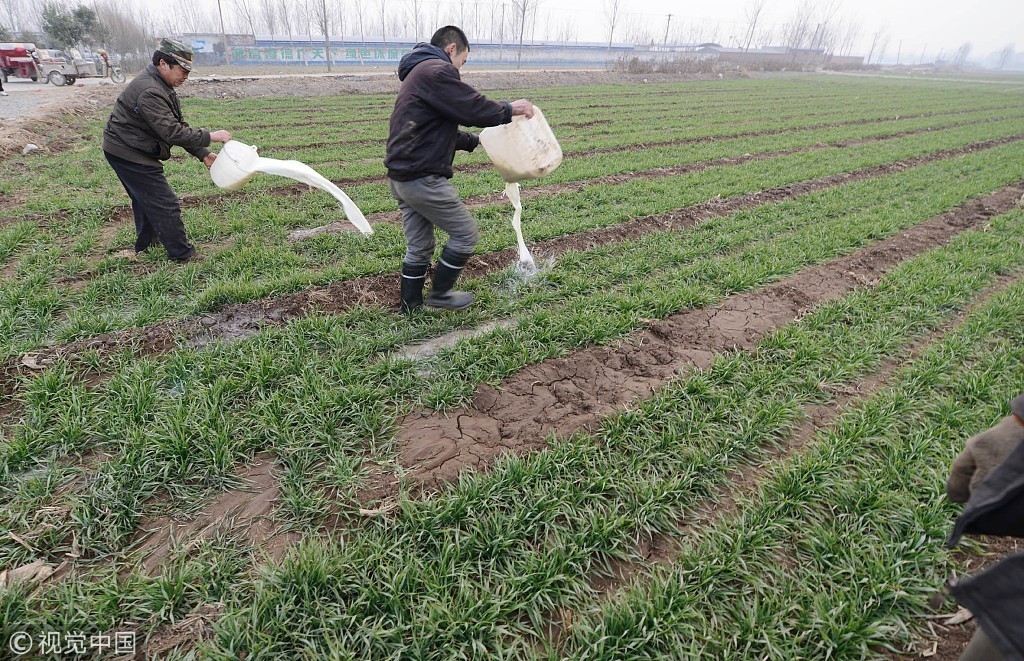 牛奶浇哈密瓜,牛奶浇甜瓜