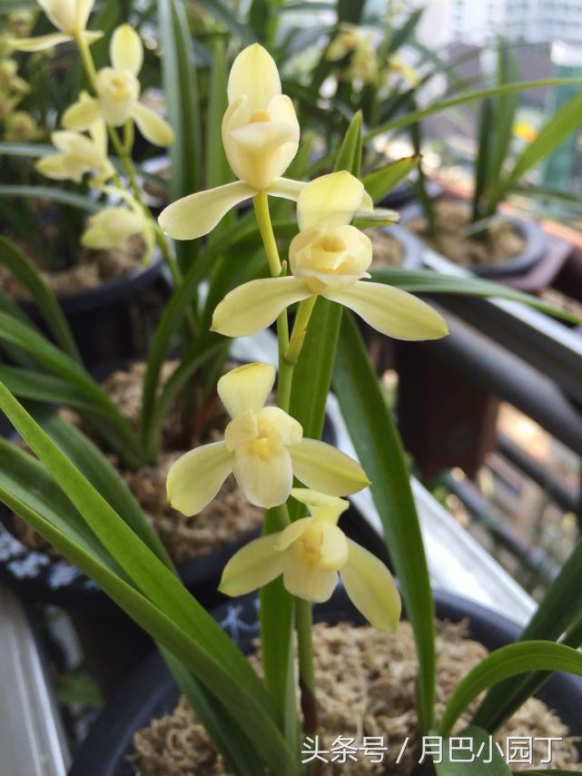兰花黄叶有病菌怎么补救,兰花黄叶有黑斑怎么办