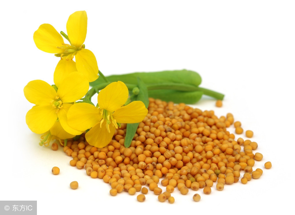 最能吃山葵的人,山葵料理正确吃法