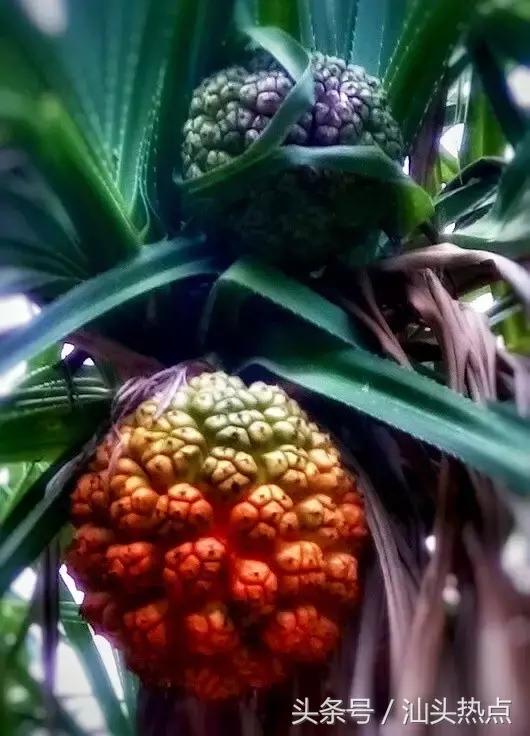 南澳海边一种神秘果实，99%的人不知道的奇特功效！