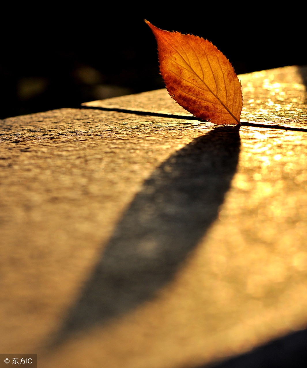 青李子的歌,青李子轻音乐