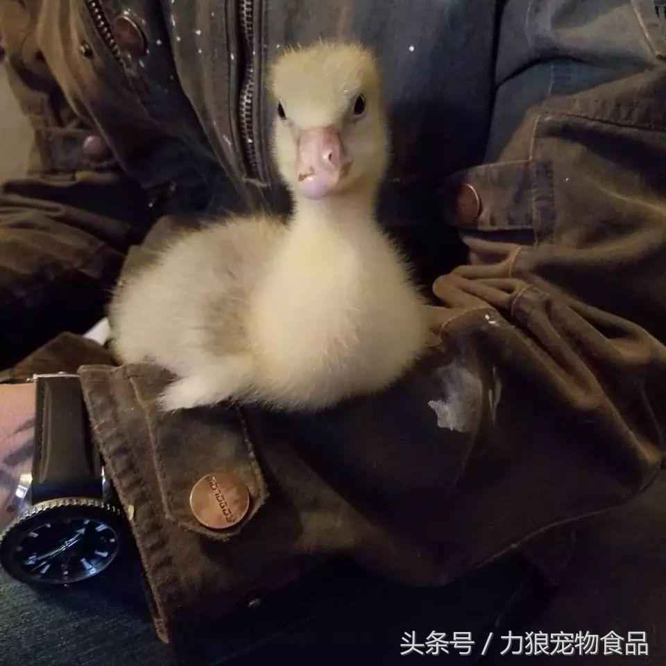 遛狗不牵绳那就别遛狗,铲屎官遛狗牵绳