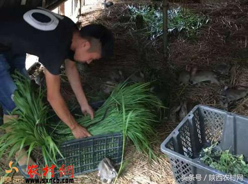 农村创业什么才是挣钱的门路,现在回农村创业干啥最好