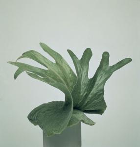 家养蕨类植物有哪些,常见的蕨类植物怎么养