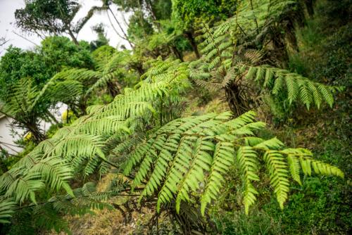 家养蕨类植物有哪些,常见的蕨类植物怎么养
