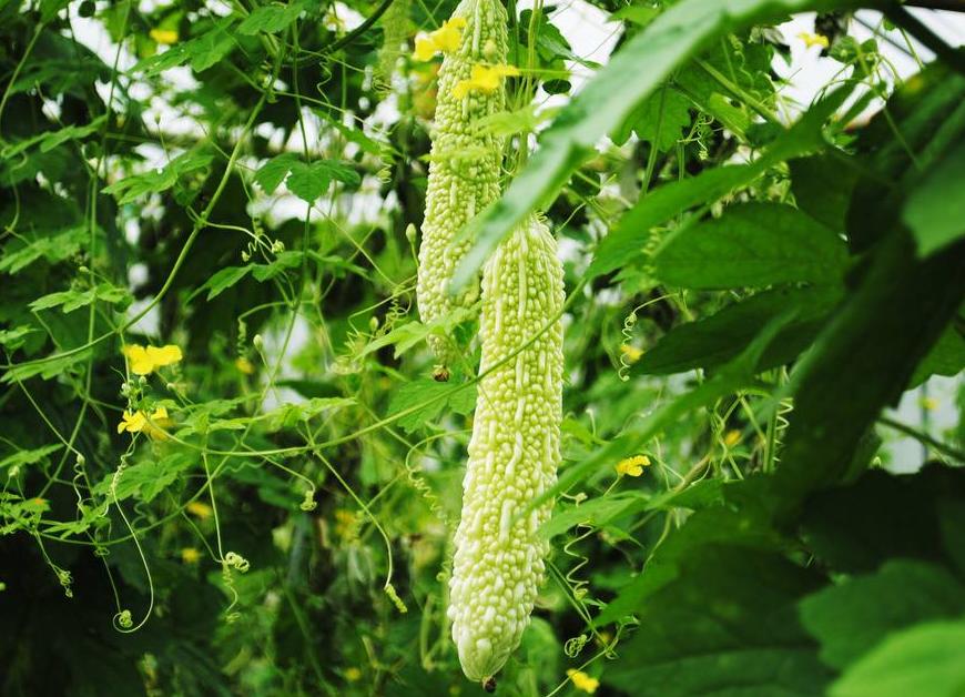 宝宝起痱子了怎么快速消除,小儿长痱子的最快治疗方法