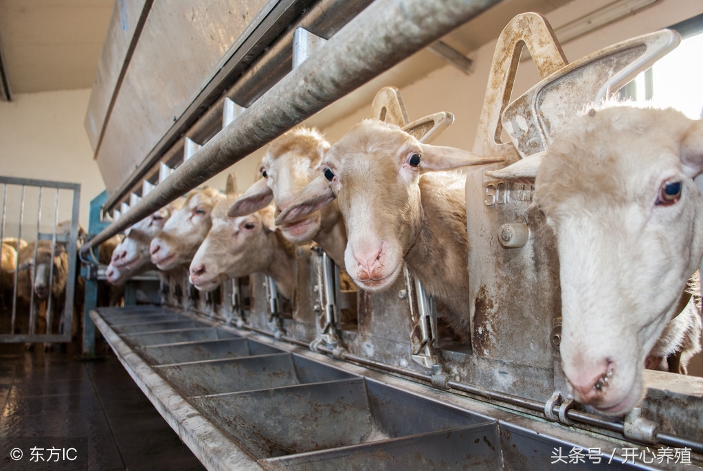 养殖羊常见的寄生虫,养羊技术羊寄生虫病的预防