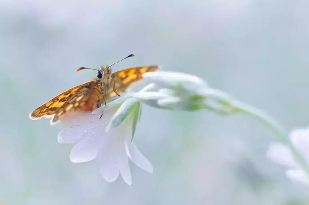 做个花心的女人视频,做个花心的女人歌曲