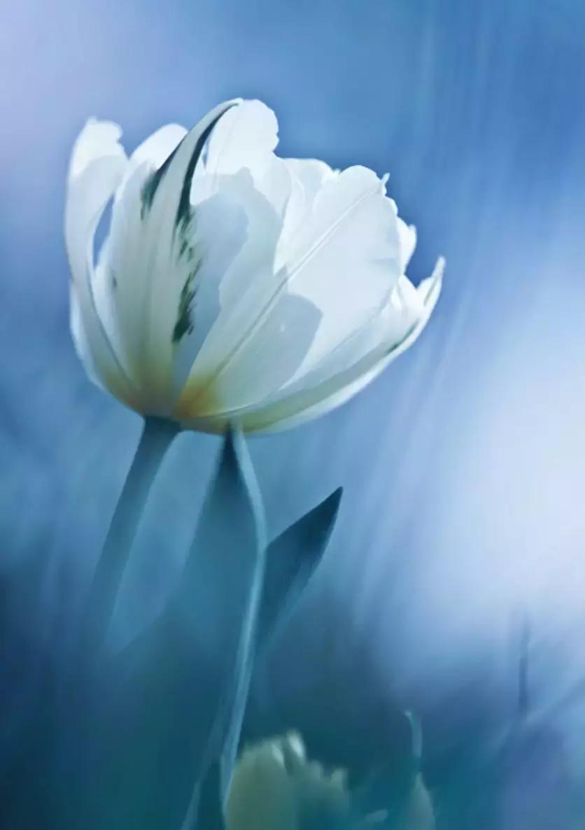 做个花心的女人视频,做个花心的女人歌曲