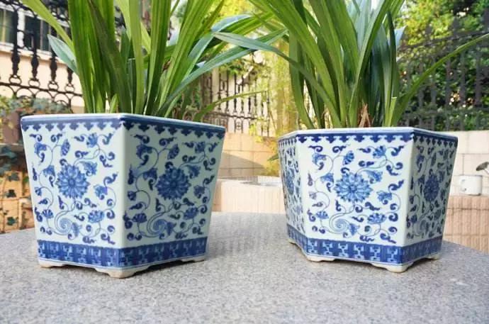 自己在家就能学会的花盆,不要花盆怎么养花