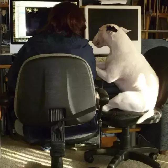 “带狗上班日”这只警犬就带着它的宠物狗狗来上班了……