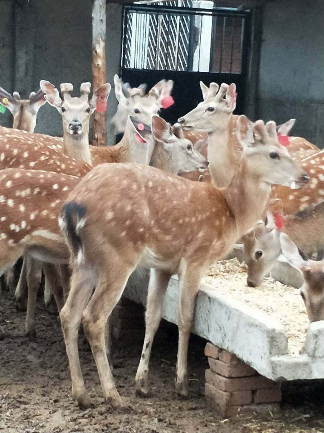 鹿茸的骗局,鹿茸真的像网上说的那么好吗