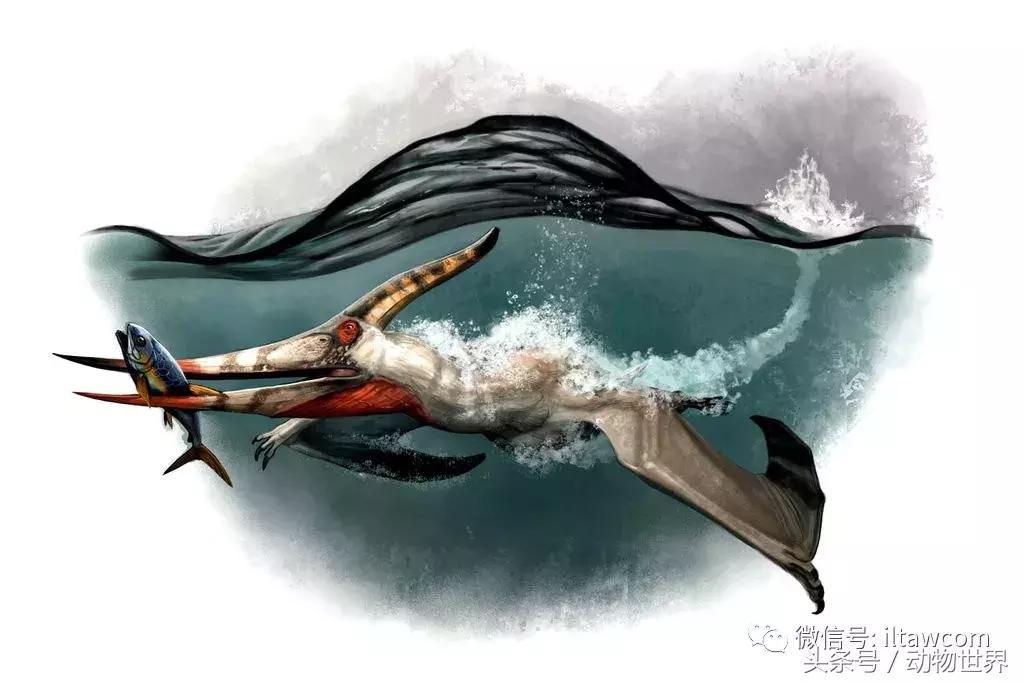 方舟无齿翼龙驯服教程,无齿翼龙有翅膀吗