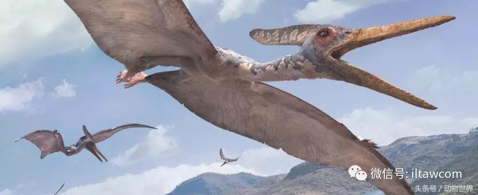 方舟无齿翼龙驯服教程,无齿翼龙有翅膀吗