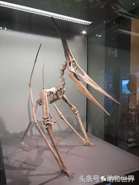 方舟无齿翼龙驯服教程,无齿翼龙有翅膀吗