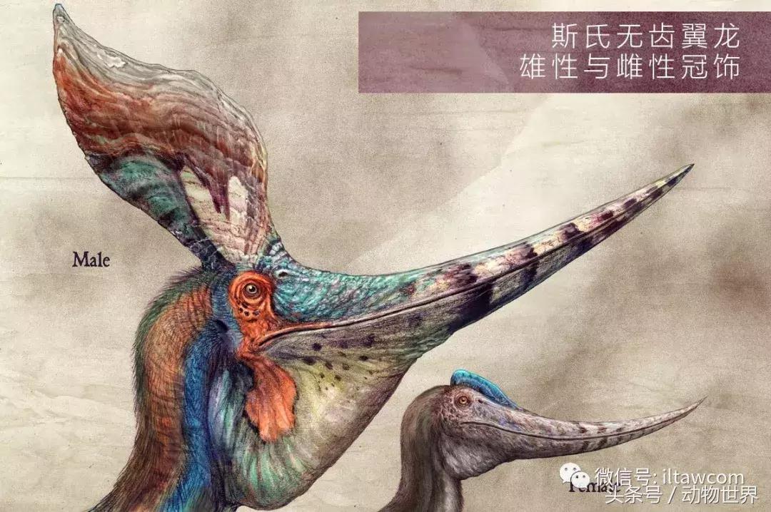 方舟无齿翼龙驯服教程,无齿翼龙有翅膀吗