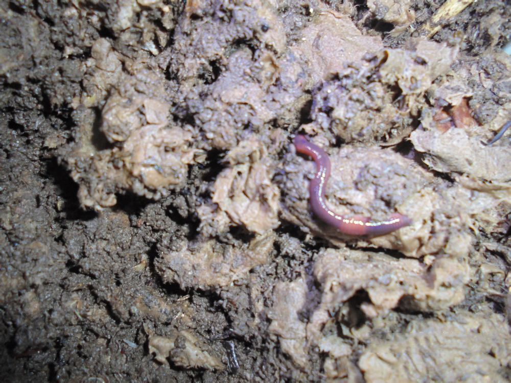 蚯蚓机打的蚯蚓如何饲养,养鸡养蚯蚓怎么循环饲养