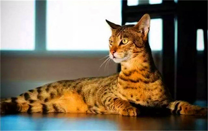 世界杯上最厉害的猫,法国纯种猫世界杯冠军