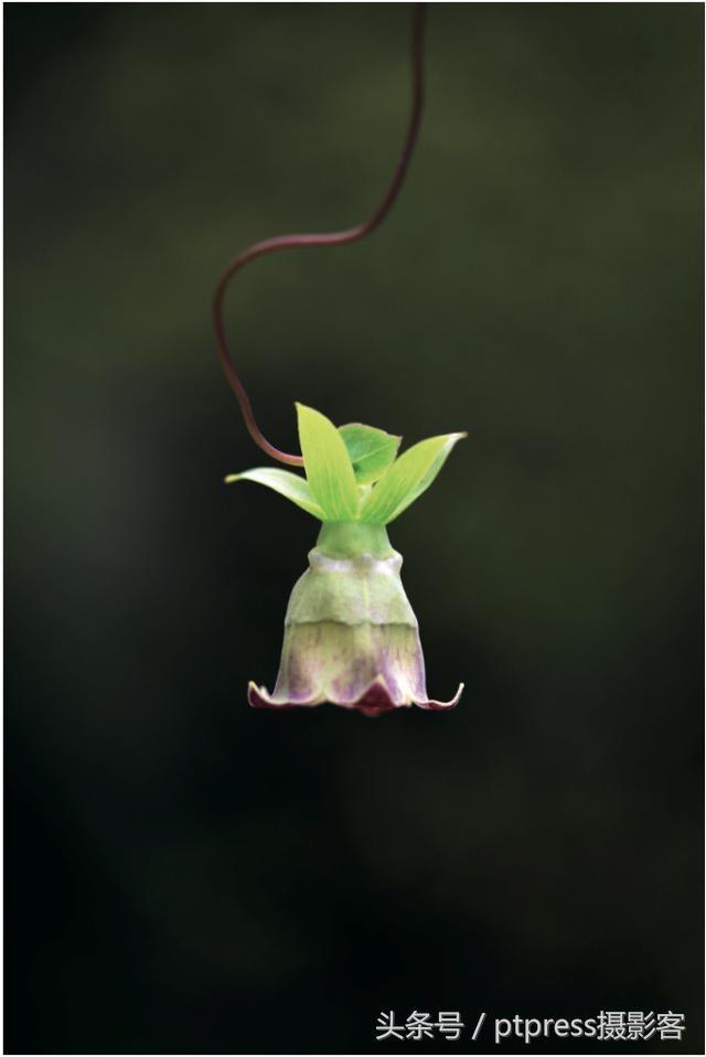 华为手机怎么拍花的技巧,春天拍花的必备技巧是什么