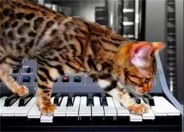 世界杯球队和猫咪的身价对比，关于中国队的象征，那可是无价之宝