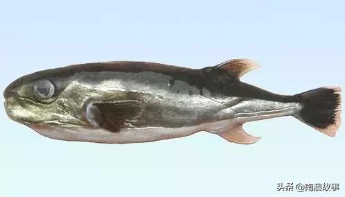 南澳渔民出海最常见的50种海鱼，都吃过，你就能退休了！