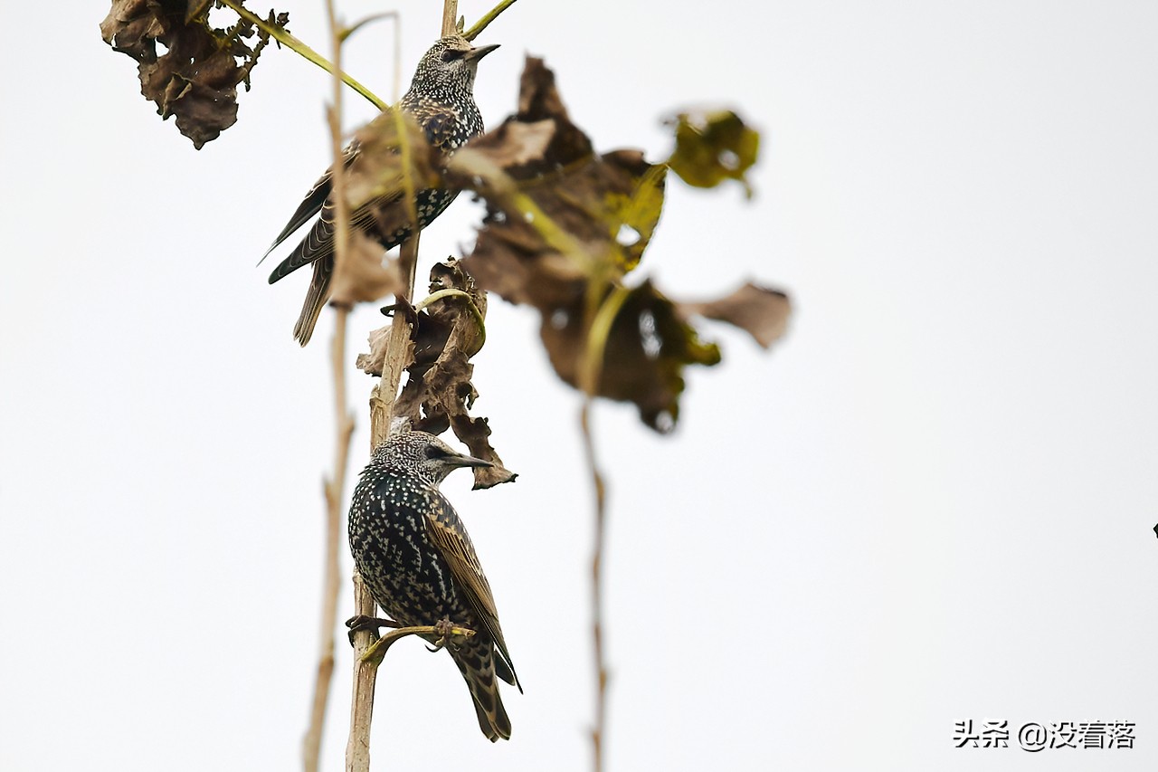 「10.13」北京沙河观鸟日记：收获长尾山椒鸟与中华攀雀