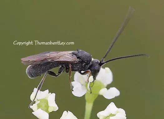 桃子里红色的小虫子是什么,桃子里的白色小虫是什么虫子