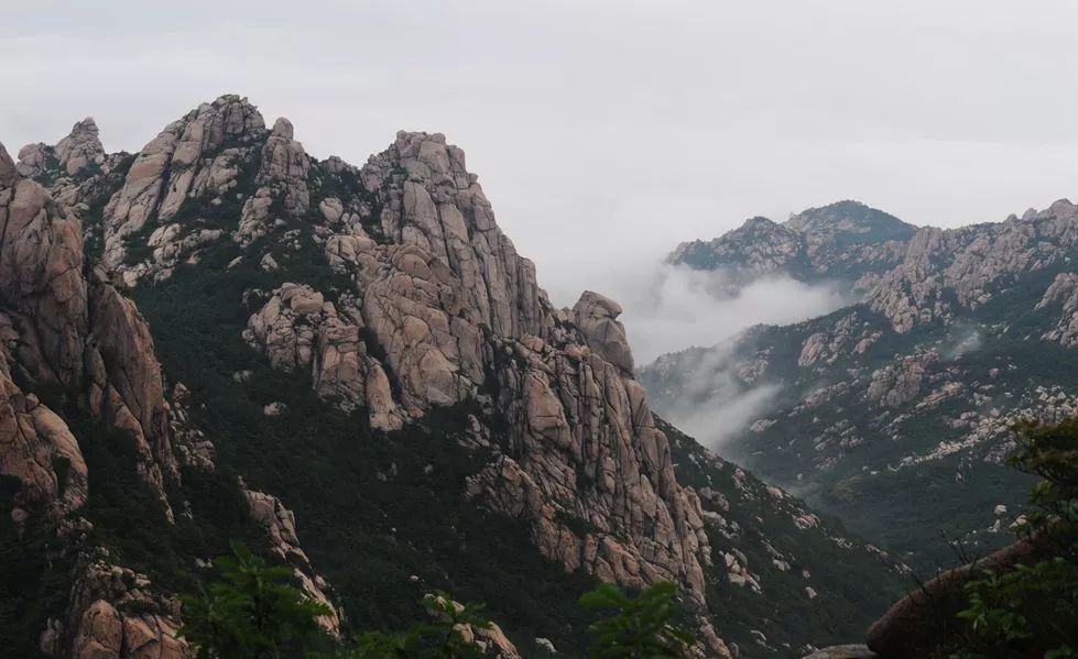 崂山绿茶是什么茶类型的茶,崂山绿茶和野生茶有什么区别