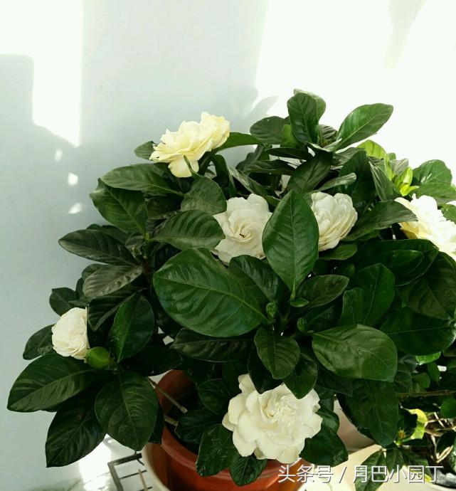 栀子花喂点什么水开花多,盆栽野栀子花叶片发黄