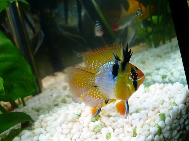 上滤的鱼缸怎么培养硝化细菌,鱼缸硝化细菌上滤如何培养