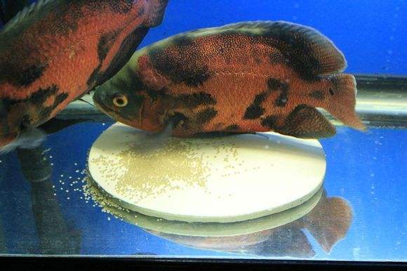 地图鱼的饲养方法,地图鱼怎么喂养才能生小鱼