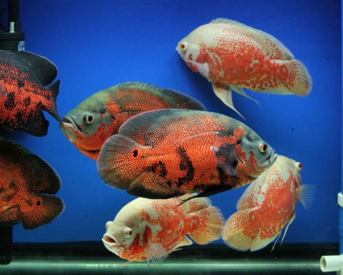 地图鱼的饲养方法,地图鱼怎么喂养才能生小鱼