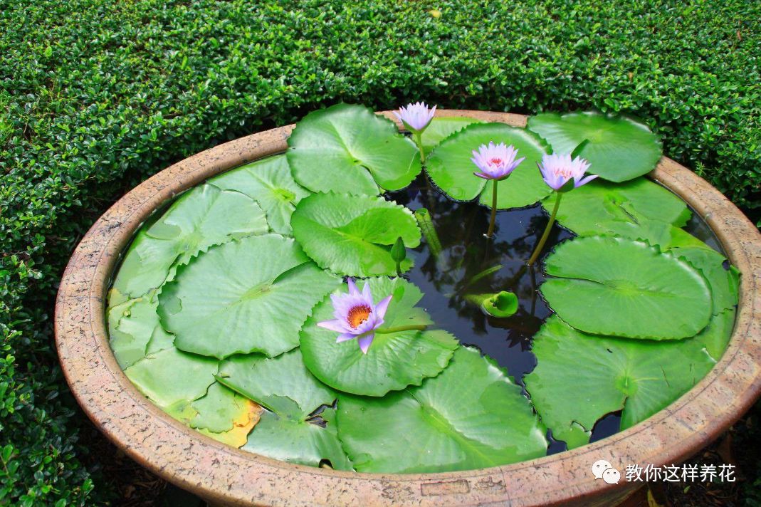 放水里能长期存活的花,适合懒人在水里养的花