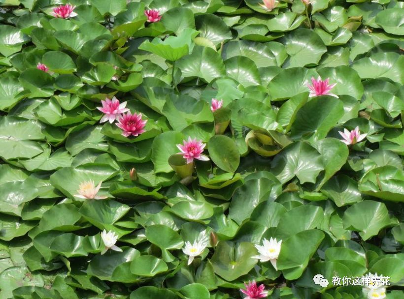 放水里能长期存活的花,适合懒人在水里养的花
