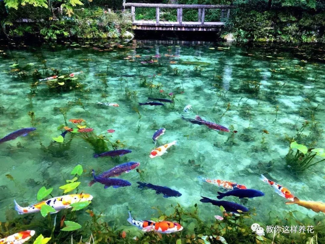 什么花可以在水里养,什么花能在水里养