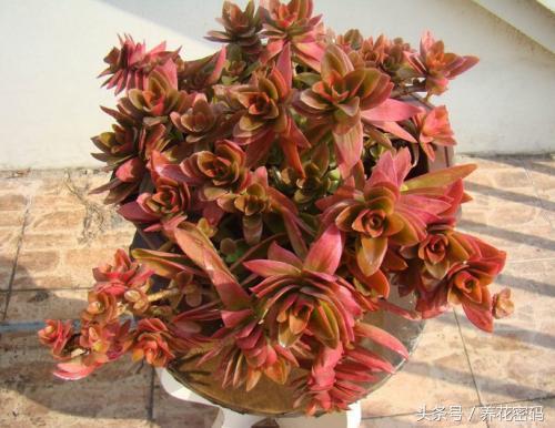 还在羡慕别人家的火祭那么红，这样做你的也可以