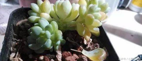 多肉叶片化水了怎么补救,多肉叶片化水了怎么处理