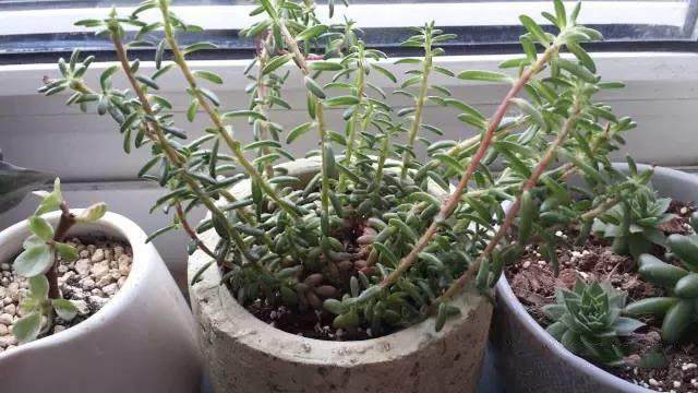 红稚莲多肉里面有虫怎么办,多肉植物的七种病虫害