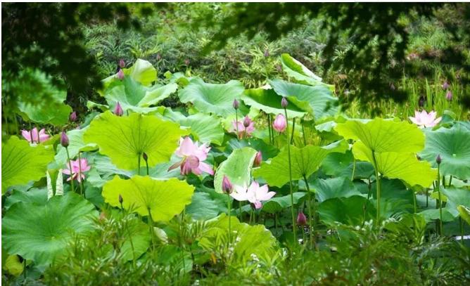 上海有哪些公园可以赏花,上海现在有哪些公园可观赏到荷花