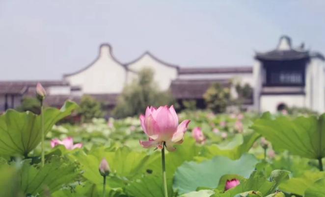 上海有哪些公园可以赏花,上海现在有哪些公园可观赏到荷花