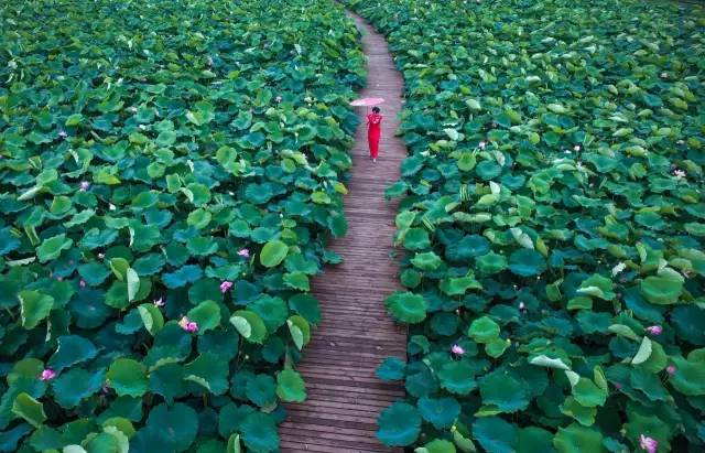 上海有哪些公园可以赏花,上海现在有哪些公园可观赏到荷花