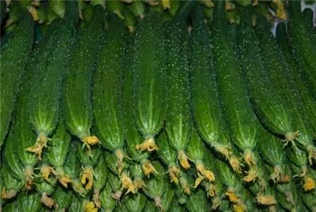 黄瓜中有杀不死的寄生虫，这条谣言你信了吗？挑选黄瓜请注意