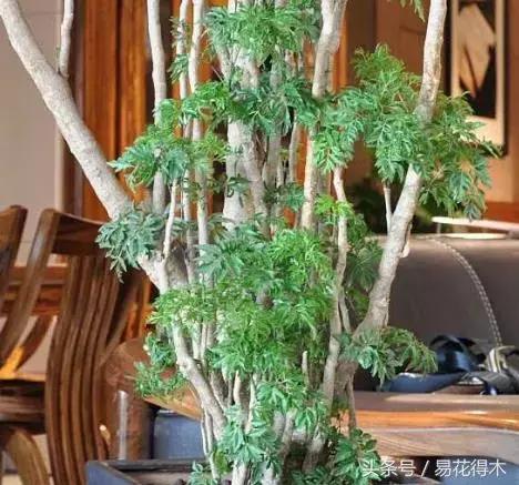 福禄桐绿植花卉,福禄桐防烂根